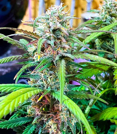 Семена конопли сорта Snow Star Auto