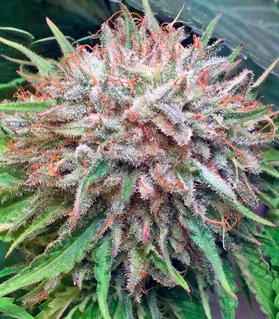 Sour Diesel #2 fem (Humboldt Seeds) семена конопли