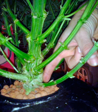 Think Different Auto fem (Dutch Passion) семена конопли