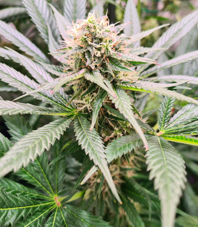 Watermelon Zkittlez Auto fem семена конопли