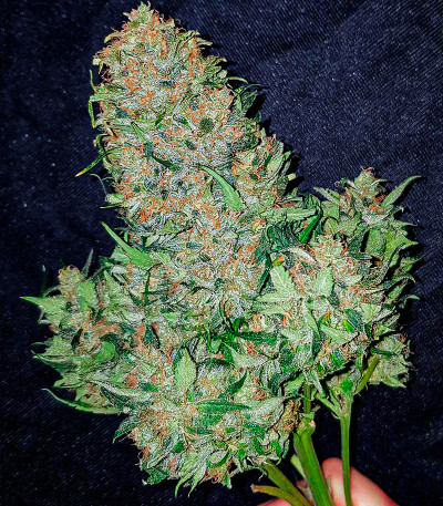 Watermelon Zkittlez Auto fem семена конопли