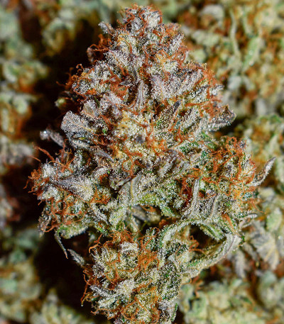 Apple Strudel Auto fem (FastBuds) семена конопли