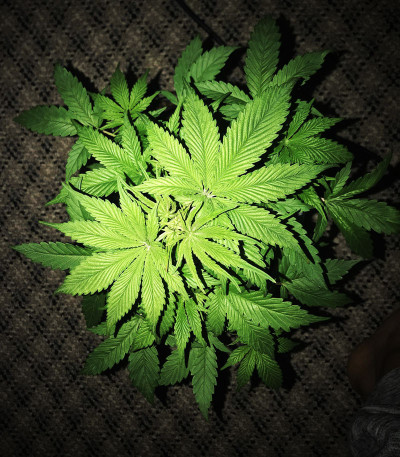 Auto Lemon Kix fem (Dutch Passion) семена конопли