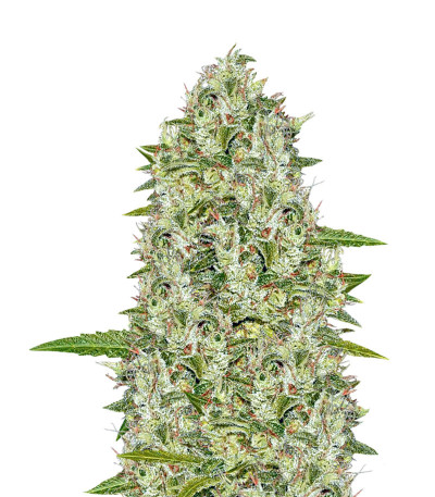 Chemdog fem (Anesia Seeds) семена конопли
