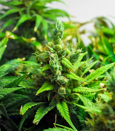 Семена конопли Freddy's Best