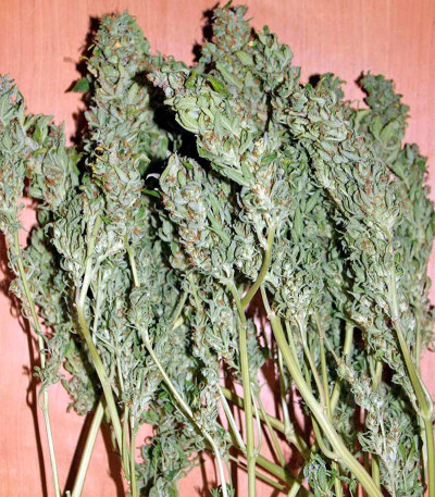 Gnomo Auto fem (Kannabia Seed Company) семена конопли