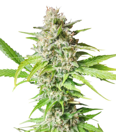 Lavanda Cream fem (Kalashnikov Seeds) семена конопли