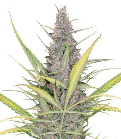 Original Auto Cheese fem FastBuds семена конопли