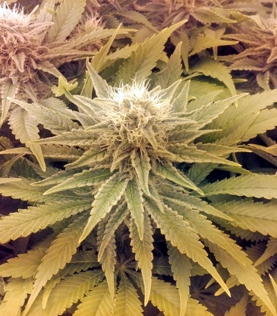 Raspberry Cough fem (Nirvana Seeds) семена конопли