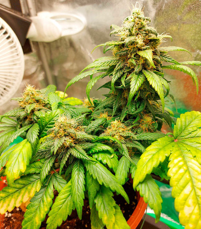 Семена конопли сорта Skunk Amsterdam