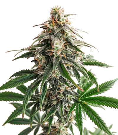 Soyuz OG Express fem (Kalashnikov Seeds) семена конопли