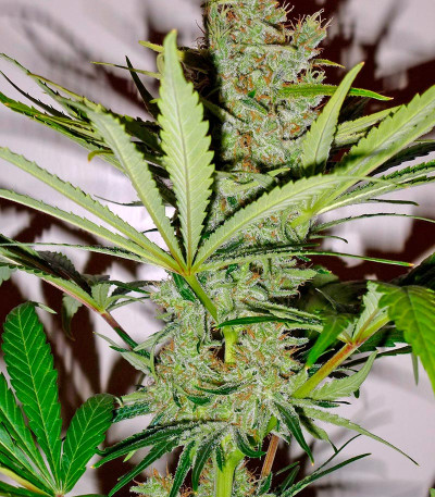 White Lemon fem (Strain Hunters) семена конопли