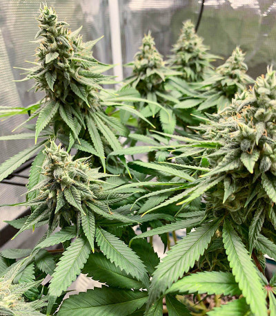 AFS Princess fem (AlphaFem Seeds) семена конопли