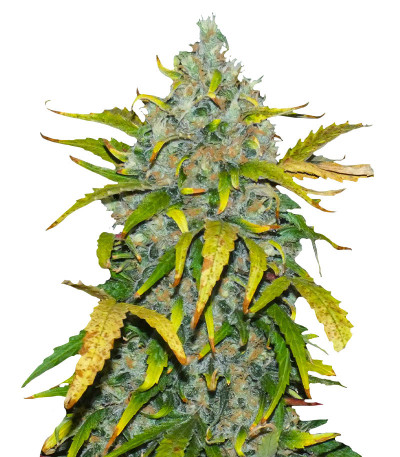 Ak Skunk fem (Kalashnikov Seeds) семена конопли