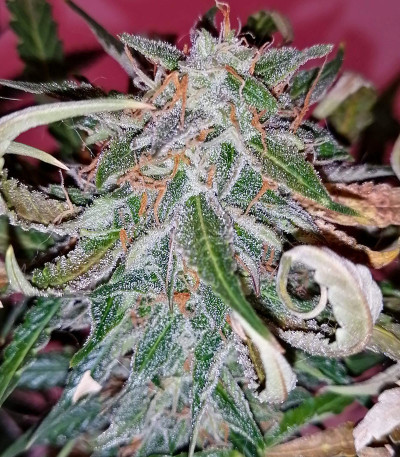 Auto Lennon fem (Pyramid Seeds) семена конопли