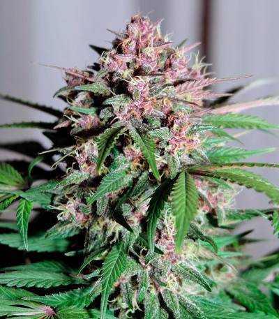 Семена конопли Auto Blackberry Kush