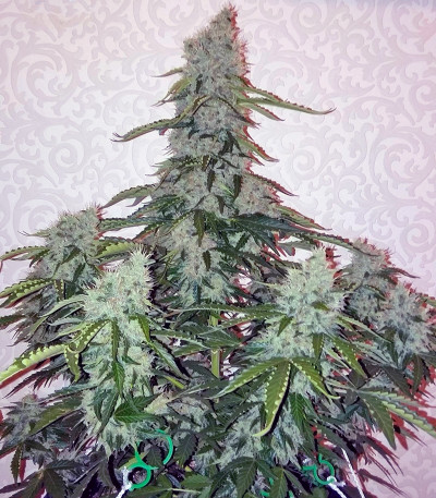 Auto Nefertiti fem (Pyramid Seeds) семена конопли
