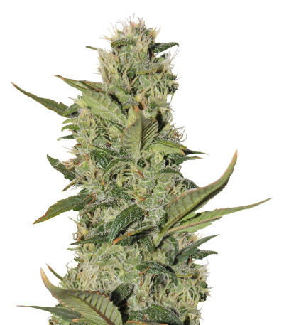 Blackberry auto fem (FastBuds) семена конопли