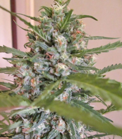 Grand Heft Auto fem (Dr. Krippling Seeds) семена конопли