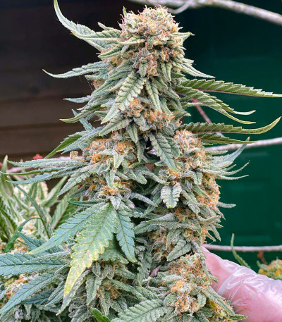 Lemon Tree от Barney's Farm семена конопли