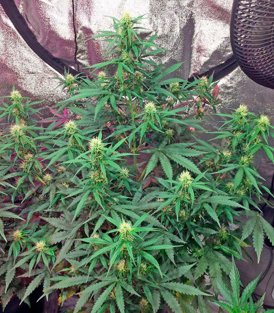 Original Amnesia Autoflowering fem (Dinafem Seeds) семена конопли