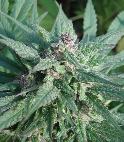 Serious 6 reg (Serious Seeds) семена конопли