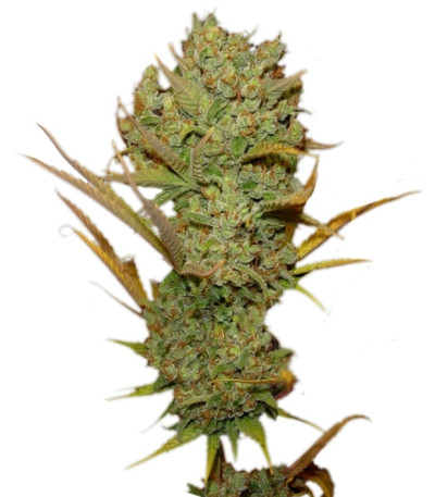 Super Silver Haze fem (Green House Seeds) семена конопли