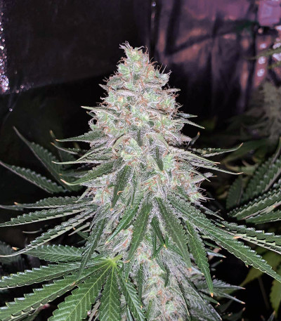 Sweet ZZ fem (RQS) семена конопли