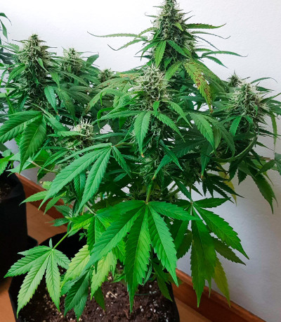 Auto Northern Lights XXL fem (00 Seeds) семена конопли