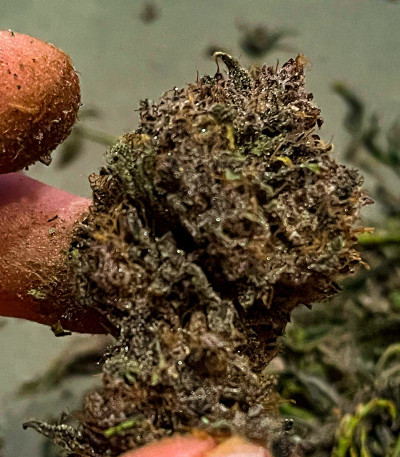 Lemon Cherry Cookies Auto fem (FastBuds) семена конопли