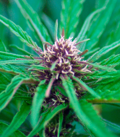 Sweet Purple fem (Paradise Seeds) семена конопли