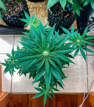 Eleven Roses fem (Delicious Seeds) семена конопли