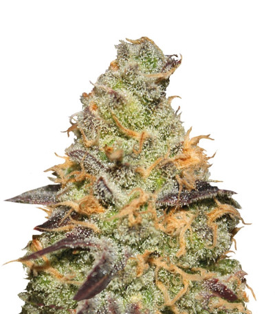 Blue Kush Berry fem (Paradise Seeds) семена конопли