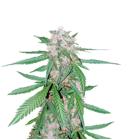 C4 auto fem семена конопли