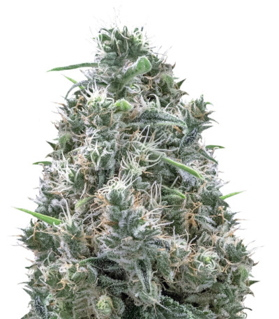Cannatonic reg (Resin Seeds) семена конопли
