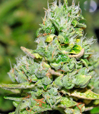 Gnomo Auto fem (Kannabia Seed Company) семена конопли