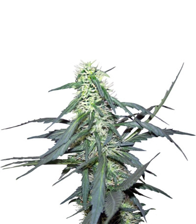 Hawaii Maui Waui fem (Nirvana Seeds) семена конопли