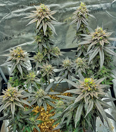 Lemon Cherry Gelato fem от Barney's Farm семена конопли