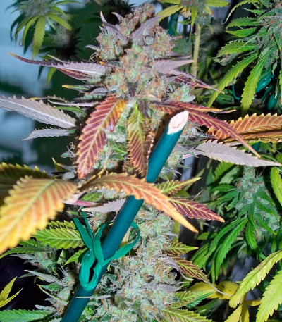Lucid Bolt fem (Paradise Seeds) семена конопли