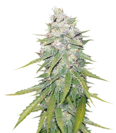 Mazar X Great White Shark fem (World of Seeds) семена конопли