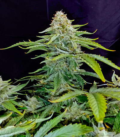 Mint Jelly Auto fem (Humboldt Seed Company) семена конопли