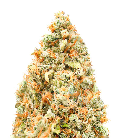 Monster Profit fem (Heavyweight Seeds) семена конопли