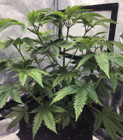 Punch Cookies fem (Original Sensible Seeds) семена конопли