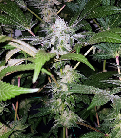 Royal Cookies fem (Royal Queen Seeds) семена конопли