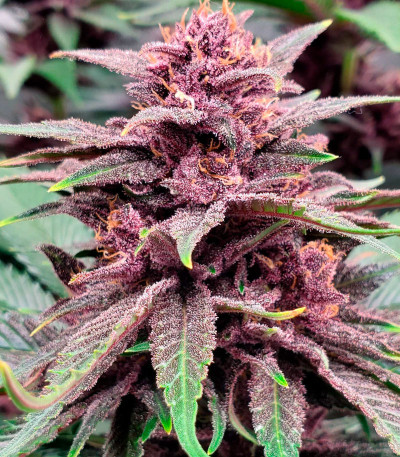 Tropicanna Poison F1 Fast Version (Sweet Seeds) семена конопли