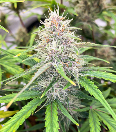 Banana Purple Punch Auto fem (FastBuds) семена конопли