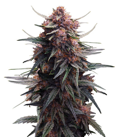 Lemon Cherry Cookies Auto fem (FastBuds) семена конопли