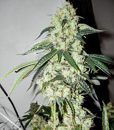 Red Diesel fem (Barney's Farm) семена конопли