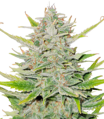 Sweet ZZ Automatic fem (RQS) семена конопли