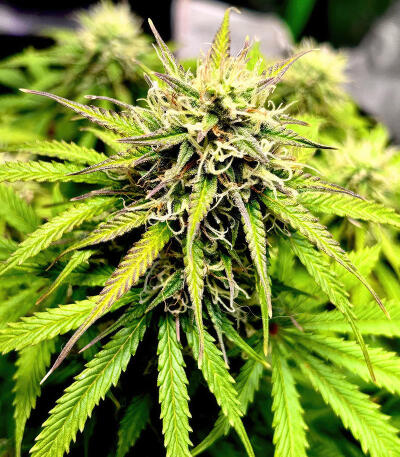 Also Know 47 Autoflower fem (Seedkeepers) семена конопли